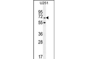 TNIP1 antibody  (C-Term)