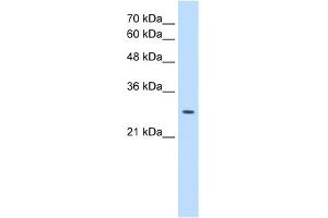 EBP antibody used at 0.