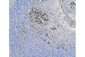 IHC analysis of COPE using anti-COPE antibody (ABIN7602509). (COPE antibody  (AA 80-308))