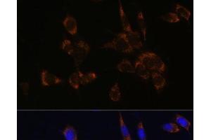 Immunofluorescence analysis of NIH/3T3 cells using Perforin Polyclonal Antibody at dilution of 1:100.