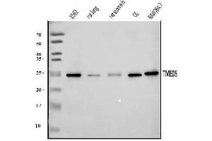 anti-Transmembrane Emp24 Protein Transport Domain Containing 5 (TMED5) (AA 33-164) antibody