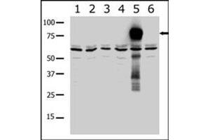 Western blot analysis of PAK7 polyclonal antibody  in lysates from transiently transfected COS-7 cells. (PAK7 antibody  (AA 183-198))