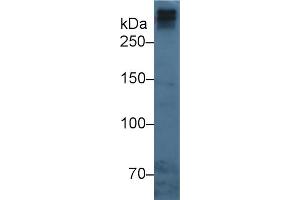 Western Blot; Sample: Human Serum; Primary Ab: 3µg/ml Mouse Anti-Human APOB Antibody Second Ab: 0.
