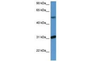 Image no. 1 for anti-WD Repeat Domain 83 (wdr83) (C-Term) antibody (ABIN6746822) (MORG1 antibody  (C-Term))