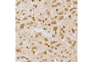 Immunohistochemistry of paraffin-embedded mouse brain using PPCS Rabbit mAb (ABIN7269360) at dilution of 1:25 (40x lens). (PPCS antibody)