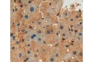 #VALUE! (Septin 6 antibody  (AA 87-327))