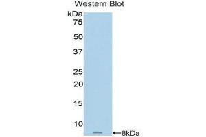 Western Blotting (WB) image for anti-Metallothionein 2 (MT2) (AA 1-62) antibody (ABIN1859895) (MT2 antibody  (AA 1-62))