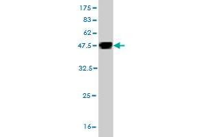 Western Blotting (WB) image for anti-Golgi Integral Membrane Protein 4 (GOLIM4) (AA 473-568) antibody (ABIN565378)