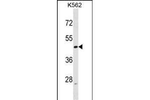 ACTL6A Antibody (N-term) (ABIN1538810 and ABIN2848654) western blot analysis in K562 cell line lysates (35 μg/lane).
