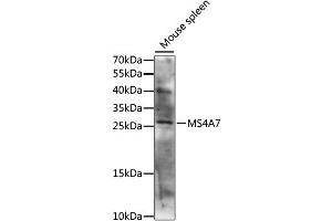 Western blot analysis of extracts of mouse spleen, using MS4A7 antibody (ABIN6292738) at 1:1000 dilution.