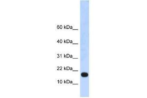 LOC115648 antibody used at 0. (LOC115648 (LOC115648) (Middle Region) antibody)
