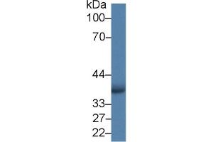 AIM2 antibody  (AA 1-343)