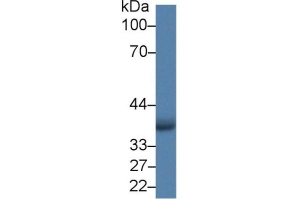 AIM2 anticorps  (AA 1-343)