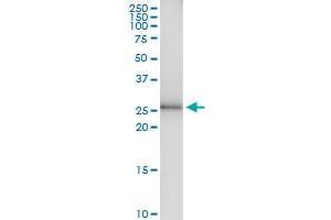 Immunoprecipitation of TSSK6 transfected lysate using anti-TSSK6 MaxPab rabbit polyclonal antibody and Protein A Magnetic Bead , and immunoblotted with TSSK6 MaxPab mouse polyclonal antibody (B01) . (TSSK6 antibody  (AA 1-273))