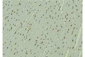 ABIN6272491 at 1/100 staining Mouse muscle tissue by IHC-P. (ZNHIT1 antibody  (Internal Region))