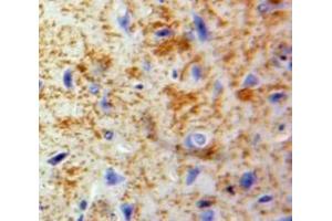 IHC-P analysis of Brain tissue, with DAB staining. (CCL20 antibody  (AA 24-95))