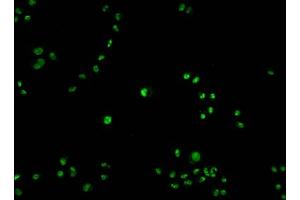 Immunofluorescence staining of Hela cells with ABIN7163739 at 1:100, counter-stained with DAPI.