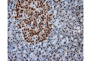 Immunohistochemistry (IHC) image for anti-Atrial Natriuretic Peptide Receptor 3 (NPR3) antibody (ABIN1499804) (NPR3 antibody)