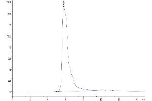 Size-exclusion chromatography-High Pressure Liquid Chromatography (SEC-HPLC) image for CD70 Molecule (CD70) (AA 39-193) protein (Fc Tag) (ABIN7274227)