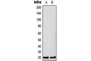 Western blot analysis of CFC1B expression in HEK293T (A), Raw264. (CFC1B antibody  (C-Term))
