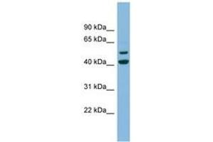 ANKMY2 Antikörper  (N-Term)