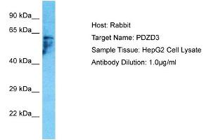 Host: Rabbit Target Name: PDZD3 Sample Type: HepG2 Whole Cell lysates Antibody Dilution: 1. (PDZD3 antibody  (C-Term))