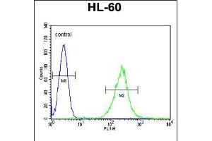 Flow cytometric analysis of HL-60 cells (right histogram) compared to a negative control cell (left histogram). (ECAT1 antibody  (N-Term))