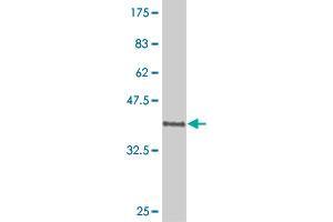 Western Blot detection against Immunogen (37. (POU6F1 antibody  (AA 193-301))