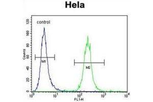 Flow cytometric analysis of Hela cells using IREB2 Antibody (Center) Cat. (IREB2 antibody  (Middle Region))
