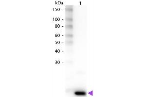 Western Blot of Rabbit anti-Human IL-9 Biotin Conjugated Antibody. (IL-9 antibody  (Biotin))