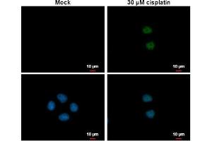 ICC/IF Image p21 Cip1 antibody detects p21 Cip1 protein at nucleus by immunofluorescent analysis. (p21 antibody)