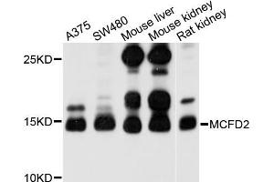 Western blot analysis of extracts of various cell lines, using MCFD2 antibody (ABIN5998198) at 1/1000 dilution. (MCFD2 antibody)