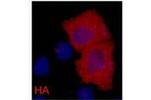 Immunofluorescence (IF) analysis of 293 cells transfected with a HA-tag protein,1:2000 dilution (blue DAPI, red anti-HA)