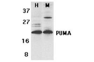 PUMA (CT) , Human K562 cells, and Mouse 3T3 cell lysates.