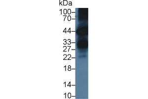 Western Blot; Sample: Human BXPC3 cell lysate; Primary Ab: 3µg/ml Rabbit Anti-Mouse KLK6 Antibody Second Ab: 0. (Kallikrein 6 antibody  (AA 19-261))