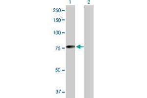 Western Blot analysis of MGRN1 expression in transfected 293T cell line by MGRN1 MaxPab polyclonal antibody.