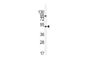 Western blot analysis of GIPR antibody (N-term) (ABIN391714 and ABIN2841605) in HL60 cell line lysates (35 μg/lane).