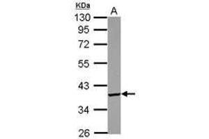 Image no. 1 for anti-PDLIM1 Interacting Kinase 1 Like (PDIK1L) (AA 72-308) antibody (ABIN1500112) (PDIK1L antibody  (AA 72-308))
