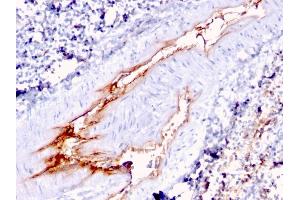 Formalin-fixed, paraffin-embedded human Spleen stained with vWF Mouse Monoclonal Antibody (VWF/1767). (VWF antibody  (AA 1815-1939))