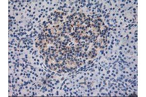 Immunohistochemical staining of paraffin-embedded Human pancreas tissue using anti-DLD mouse monoclonal antibody.