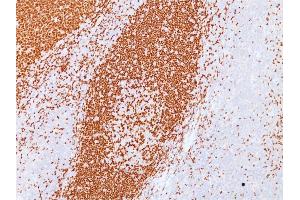 Formalin-fixed, paraffin-embedded human Tonsil stained with PAX5 Mouse Monoclonal Antibody (PAX5/3735). (PAX5 antibody  (AA 235-382))