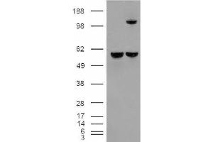 Image no. 2 for anti-Insulin-Degrading Enzyme (IDE) (Internal Region) antibody (ABIN375106) (IDE antibody  (Internal Region))