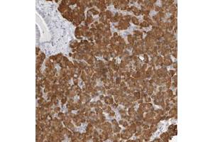 Immunohistochemical staining (Formalin-fixed paraffin-embedded sections) of human pancreas with THEM4 polyclonal antibody  shows strong cytoplasmic positivity in exocrine glandular cells. (THEM4 antibody)