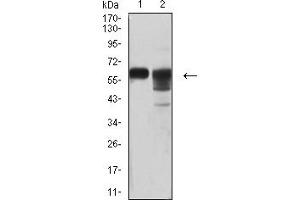 Western blot analysis using CD46 mouse mAb against SW480 (1) and MCF-7 (2) cell lysate.
