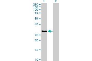 Western Blot analysis of TCEAL6 expression in transfected 293T cell line by TCEAL6 MaxPab polyclonal antibody. (TCEAL6 antibody  (AA 1-200))