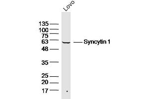 LOVO lysates probed with Syncytin 1 Polyclonal Antibody, Unconjugated  at 1:300 dilution and 4˚C overnight incubation. (Syncytin A (SYNA) (AA 451-538) antibody)
