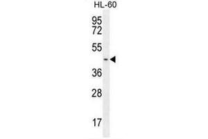 GPR142 Antibody (N-term) western blot analysis in HL-60 cell line lysates (35µg/lane).