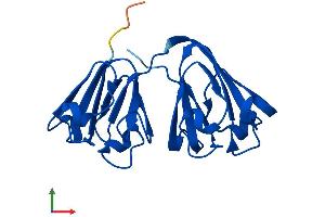 AlphaFold protein structure predicition of Mouse Recombinant Crygn Protein, UniprotID Q8VHL5