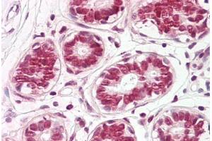 Image no. 2 for anti-Finkel-Biskis-Reilly Murine Sarcoma Virus (FBR-MuSV) Ubiquitously Expressed (FAU) (C-Term) antibody (ABIN6749758) (FAU antibody  (C-Term))