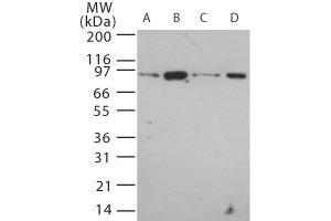 Image no. 1 for anti-Toll-Like Receptor 12 (Tlr12) (AA 700-800) antibody (ABIN208611) (TLR12 antibody  (AA 700-800))